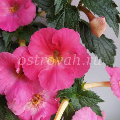 Розово-персиковый пересорт