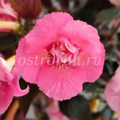 Pink English Rose