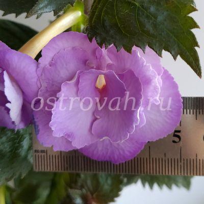 Lavender English Rose
