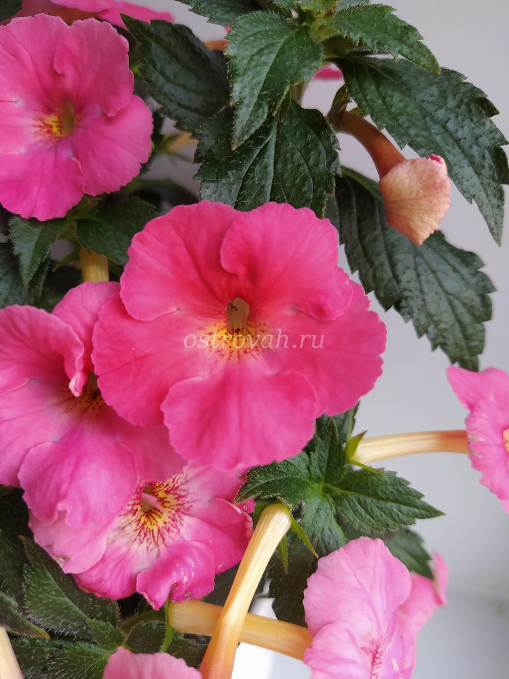 Розово-персиковый пересорт