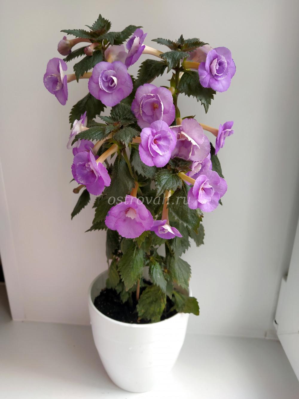 Lavender English Rose