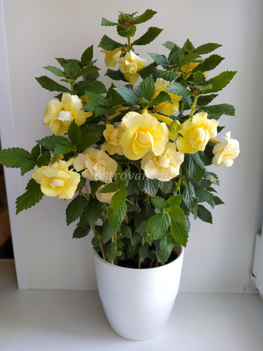 Цветок лимонелла фото и описание