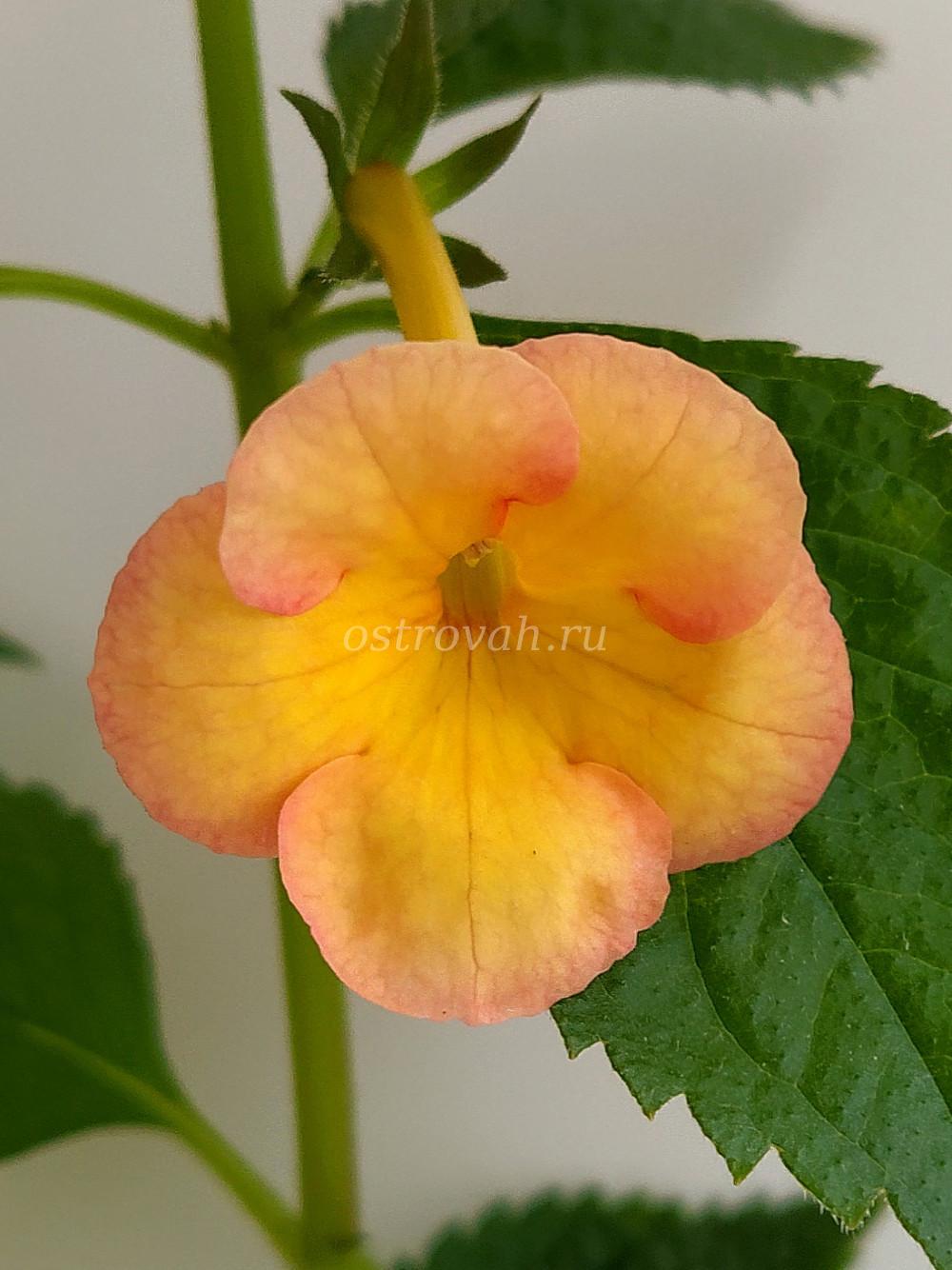 Ахименес yellow glory фото